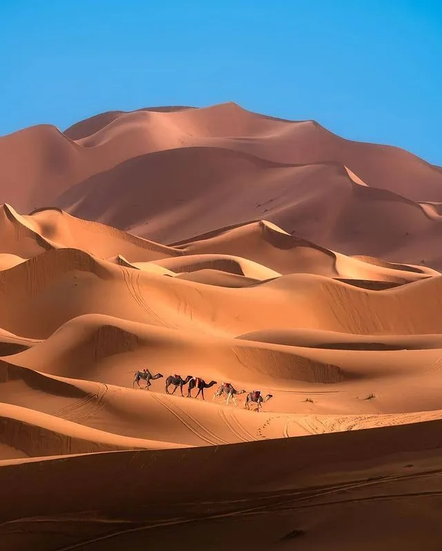 camel riding in Morocco 