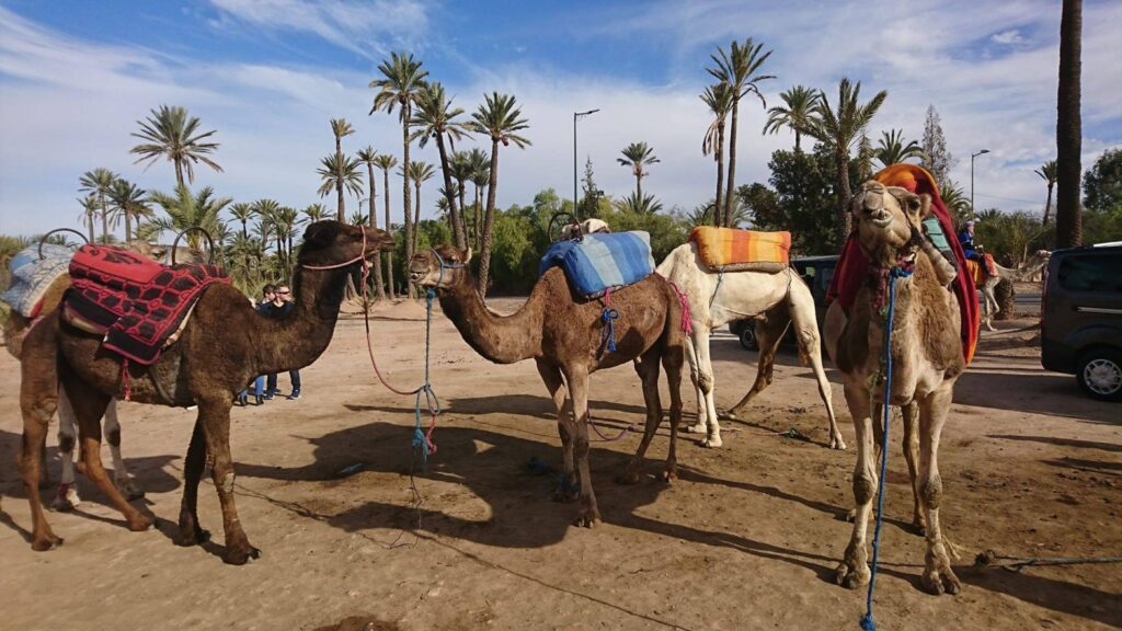 camel riding in Morocco