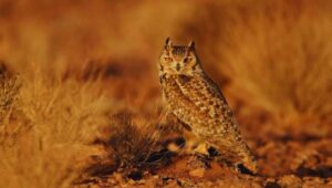 Desert Animals