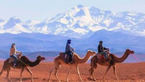 Desert Animals