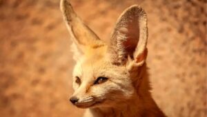 Animals on the Desert