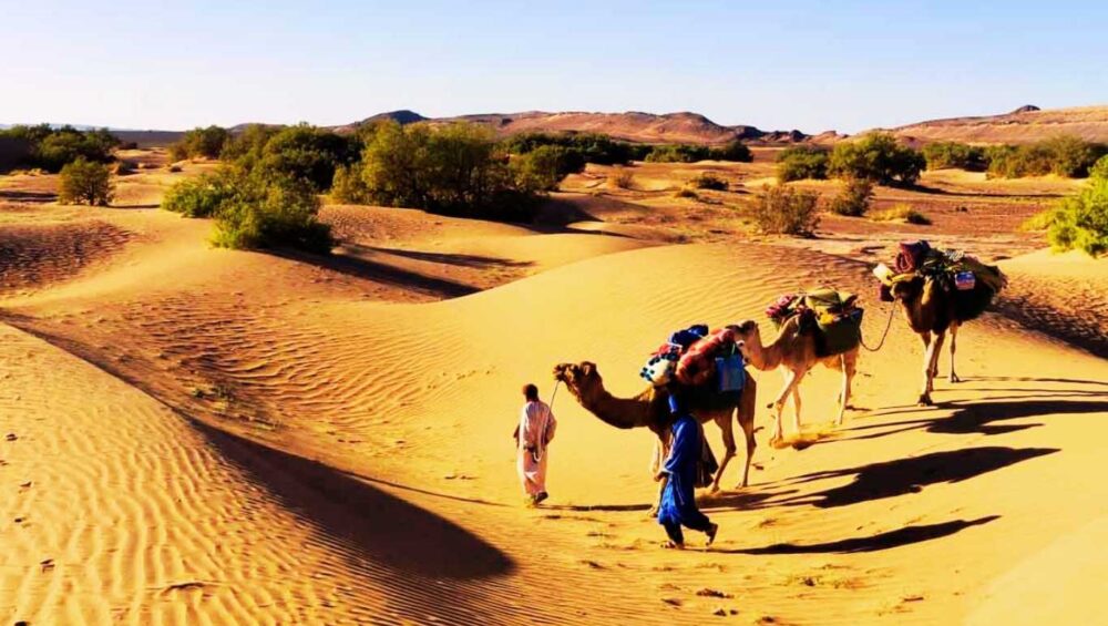 Animals on the Desert
