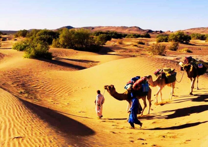 Animals on the Desert