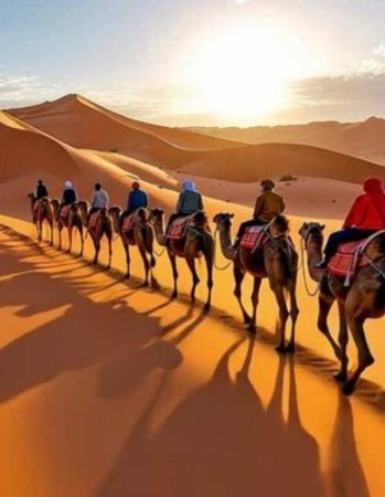 Animals the Desert