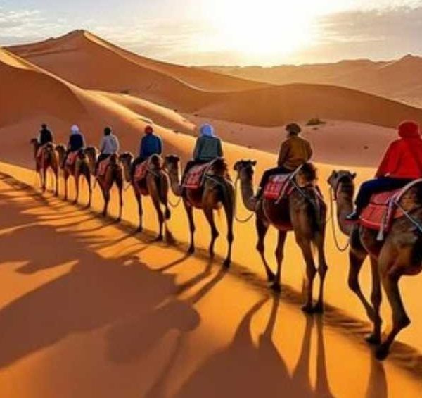Animals the Desert