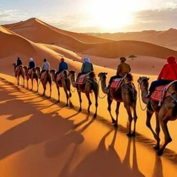 Animals the Desert