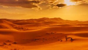 Animals the Desert