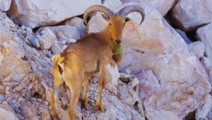 Animals on the Desert
