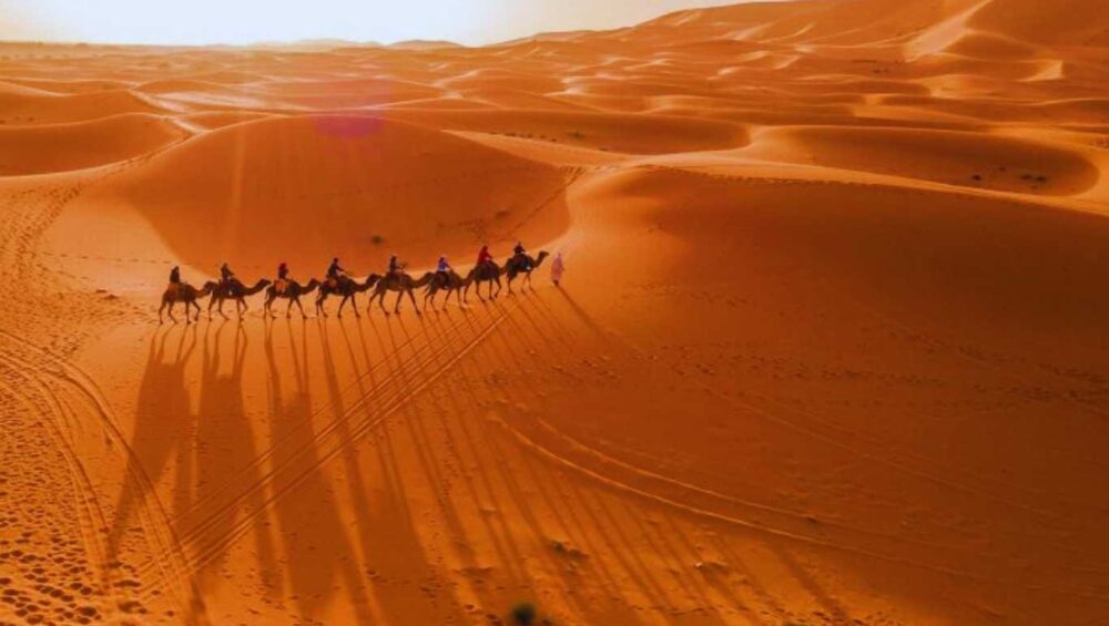 Desert Animals