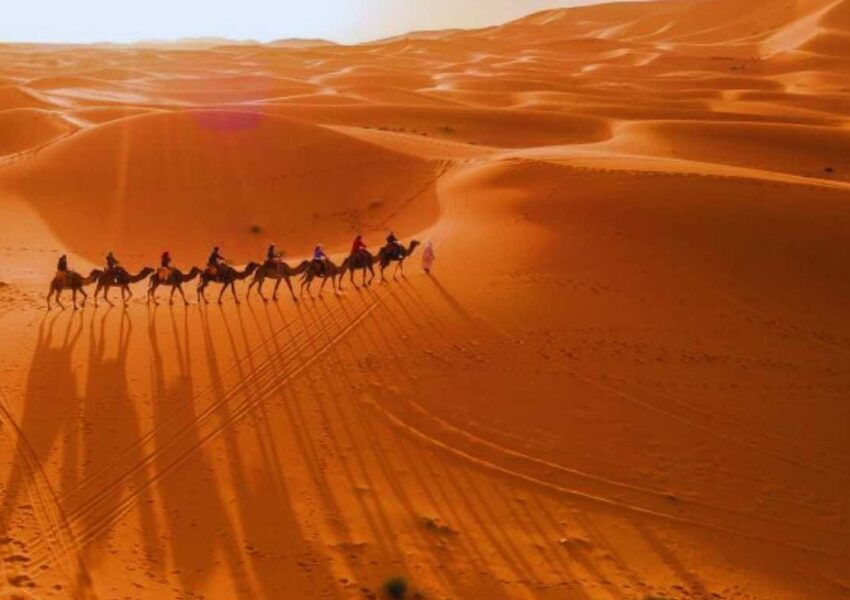 Desert Animals