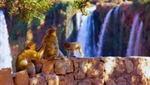 Morocco Ouzoud Falls