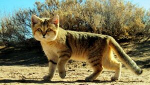 Animals on the Desert
