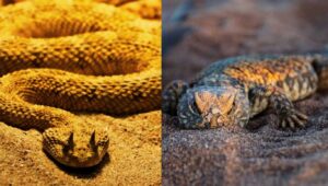 Desert Animals