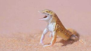 Animals on the Desert