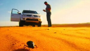 Animals on the Desert