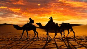 Desert Animals