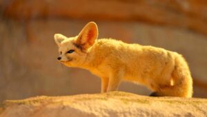 Desert Animals