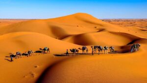 Animals on the Desert