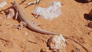 Animals the Desert