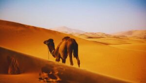 Animals the Desert