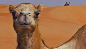 Desert Animals