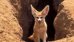 Animals the Desert