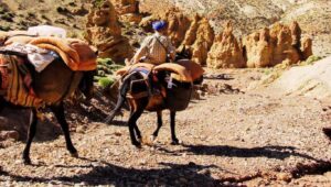 Desert Animals