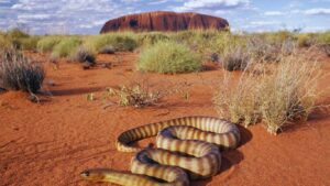 Animals at Desert