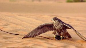 Animals at Desert