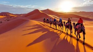 Animals the Desert