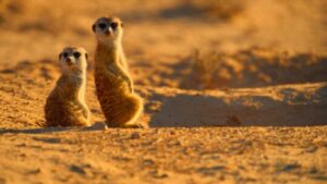 Wildlife of the Desert