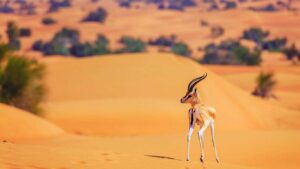 Wildlife of the Desert