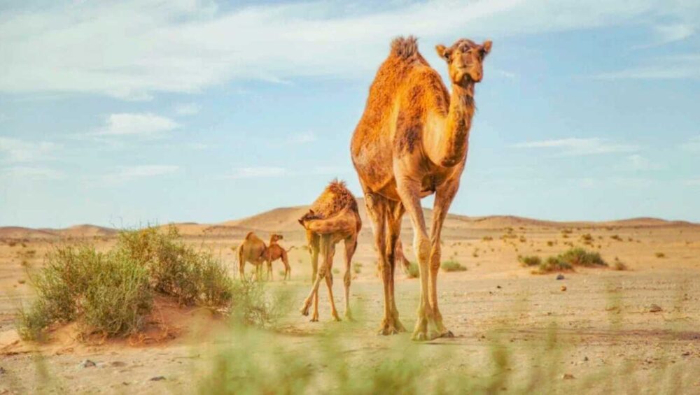 Animals at Desert