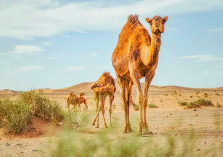 Animals at Desert