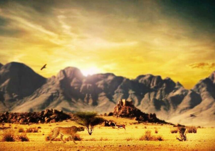 Wildlife of the Desert