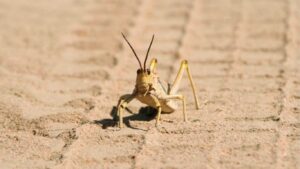 Wildlife of the Desert