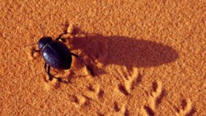 Animals at Desert