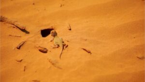 Wildlife of the Desert