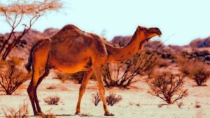 Animals at Desert