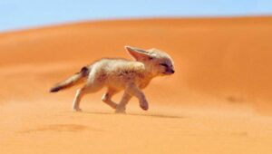 Animals the Desert