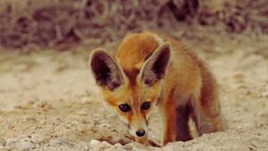 Animals at Desert