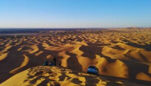 Animals the Desert