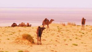 Wildlife of the Desert
