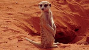 Animals at Desert