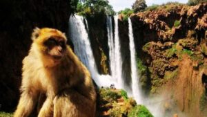 Ouzoud Waterfalls Morocco