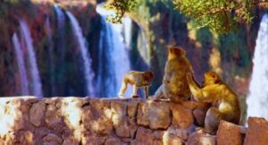 Morocco Ouzoud Falls